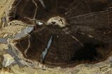 Polished Petrified Wood (Schinoxylon) Round - Wyoming #184838-1